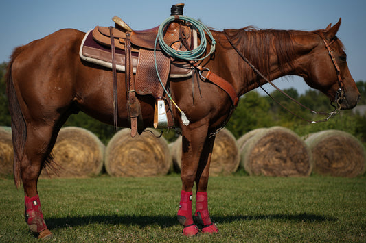 2017 AQHA Gelding, Levi